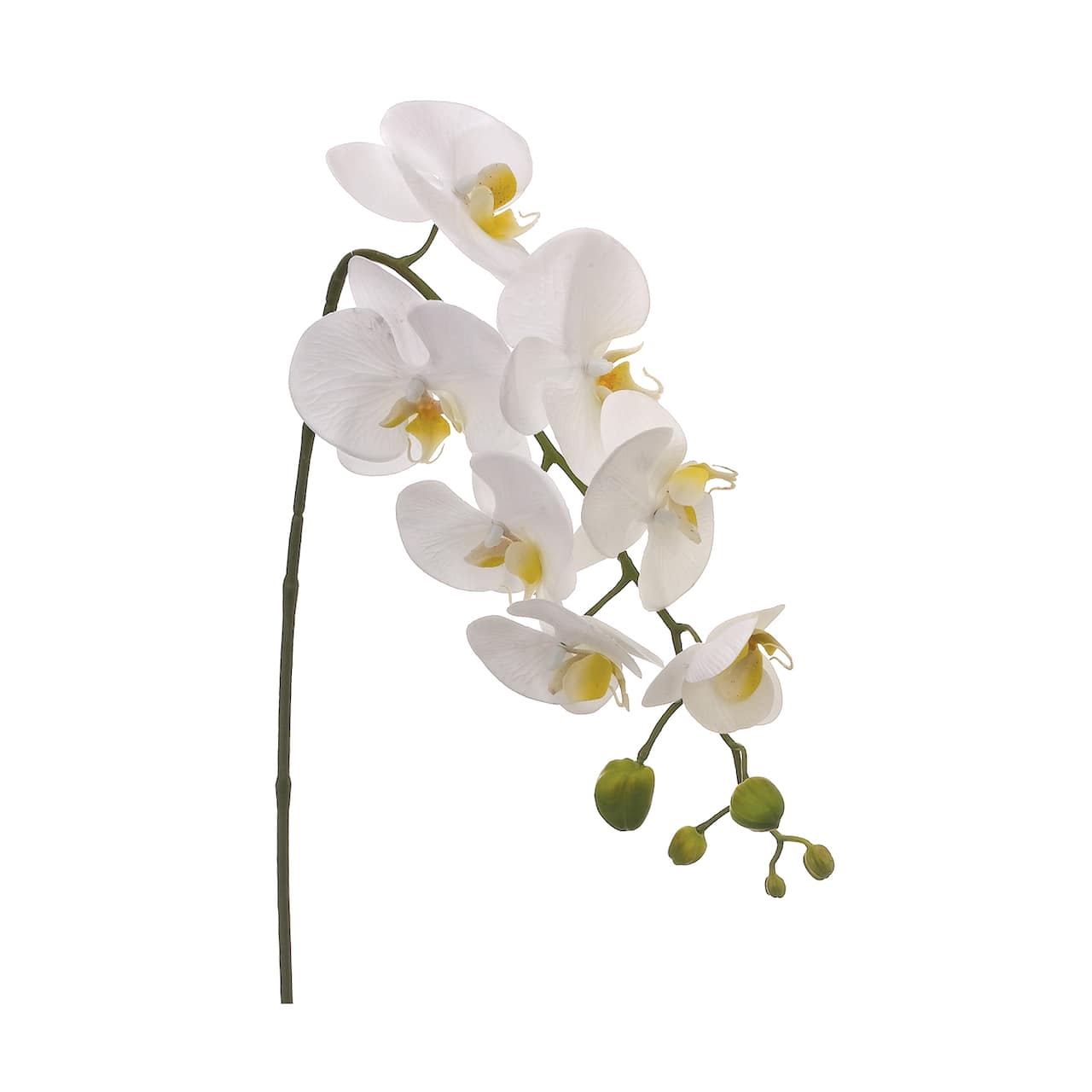 24 Pack: White Moth Orchid Spray